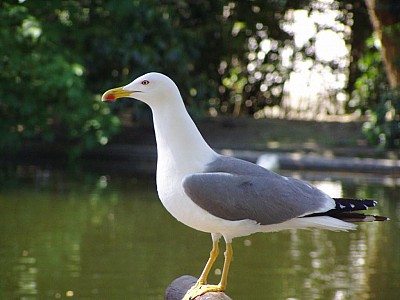 Goeland leucophee